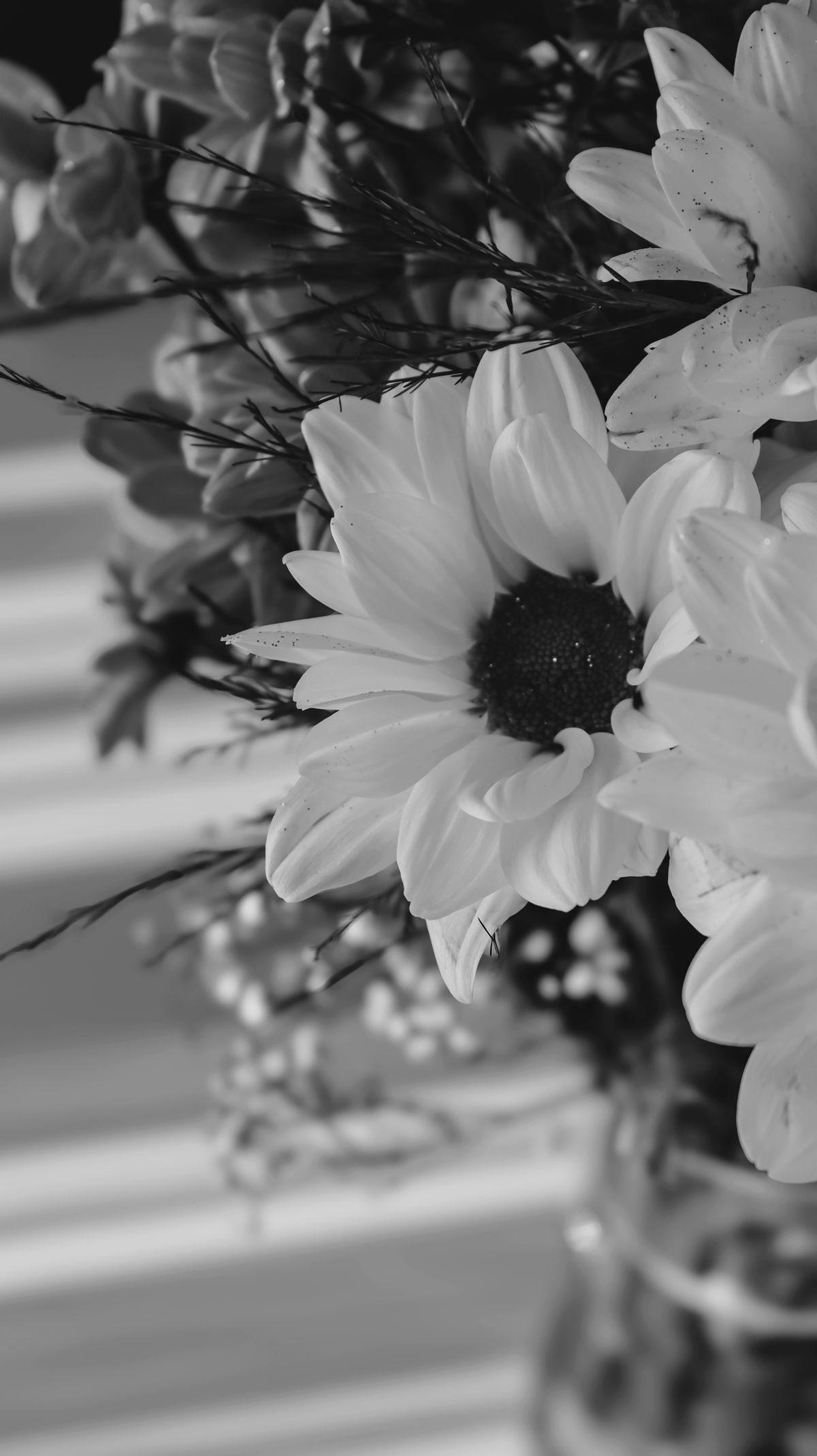 Detalle de flores blancas sobre fondo oscuro, en blanco y negro